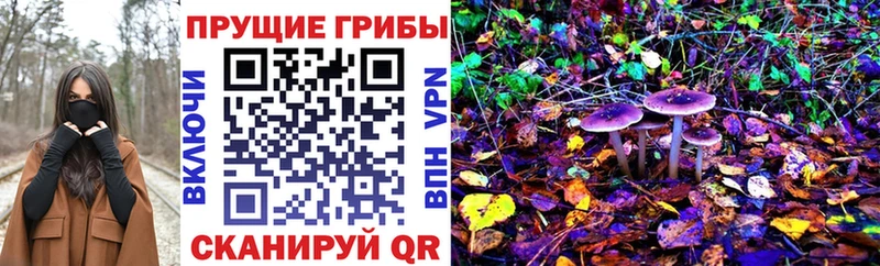 Купить  Гатчина  Псилоцибиновые грибы мицелий 